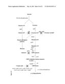 METABOLICALLY ENGINEERED ORGANISMS FOR THE PRODUCTION OF ADDED VALUE     BIO-PRODUCTS diagram and image