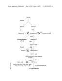 METABOLICALLY ENGINEERED ORGANISMS FOR THE PRODUCTION OF ADDED VALUE     BIO-PRODUCTS diagram and image