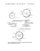 EXPRESSION VECTOR diagram and image