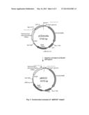 EXPRESSION VECTOR diagram and image