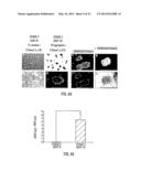 TARGETED DIFFERENTIATION OF STEM CELLS diagram and image