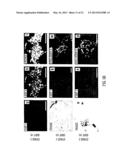 TARGETED DIFFERENTIATION OF STEM CELLS diagram and image