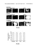 TARGETED DIFFERENTIATION OF STEM CELLS diagram and image