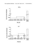 TARGETED DIFFERENTIATION OF STEM CELLS diagram and image