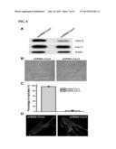 COMPOSITIONS AND METHODS FOR THE TREATMENT AND PREVENTION OF CARDIAC     ISCHEMIC INJURY diagram and image