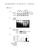 COMPOSITIONS AND METHODS FOR THE TREATMENT AND PREVENTION OF CARDIAC     ISCHEMIC INJURY diagram and image