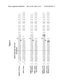 METHODS AND COMPOSITIONS FOR THE SPECIFIC INHIBITION OF KRAS BY ASYMMETRIC     DOUBLE-STRANDED RNA diagram and image
