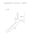 RADIATION SENSITIZATION AGENTS FOR PROSTATE CANCER diagram and image