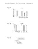 RADIATION SENSITIZATION AGENTS FOR PROSTATE CANCER diagram and image