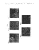 ORGANIC EL ELEMENT, ORGANIC EL PANEL, ORGANIC EL LIGHT-EMITTING APPARATUS,     ORGANIC EL DISPLAY APPARATUS, AND METHOD OF MANUFACTURING ORGANIC EL     ELEMENT diagram and image