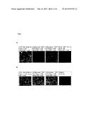 MARKER VACCINE FOR CLASSICAL SWINE FEVER diagram and image