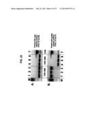 Broad Spectrum Vaccine Against Typhoidal and Non-typhoidal Salmonella     Disease diagram and image