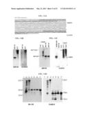 Bioinformatically detectable group of novel viral regulatory genes and     uses thereof diagram and image