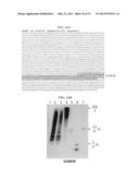 Bioinformatically detectable group of novel viral regulatory genes and     uses thereof diagram and image