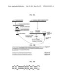 Bioinformatically detectable group of novel viral regulatory genes and     uses thereof diagram and image