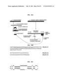 Bioinformatically detectable group of novel viral regulatory genes and     uses thereof diagram and image