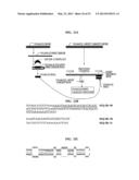 Bioinformatically detectable group of novel viral regulatory genes and     uses thereof diagram and image