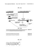 Bioinformatically detectable group of novel viral regulatory genes and     uses thereof diagram and image