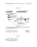 Bioinformatically detectable group of novel viral regulatory genes and     uses thereof diagram and image