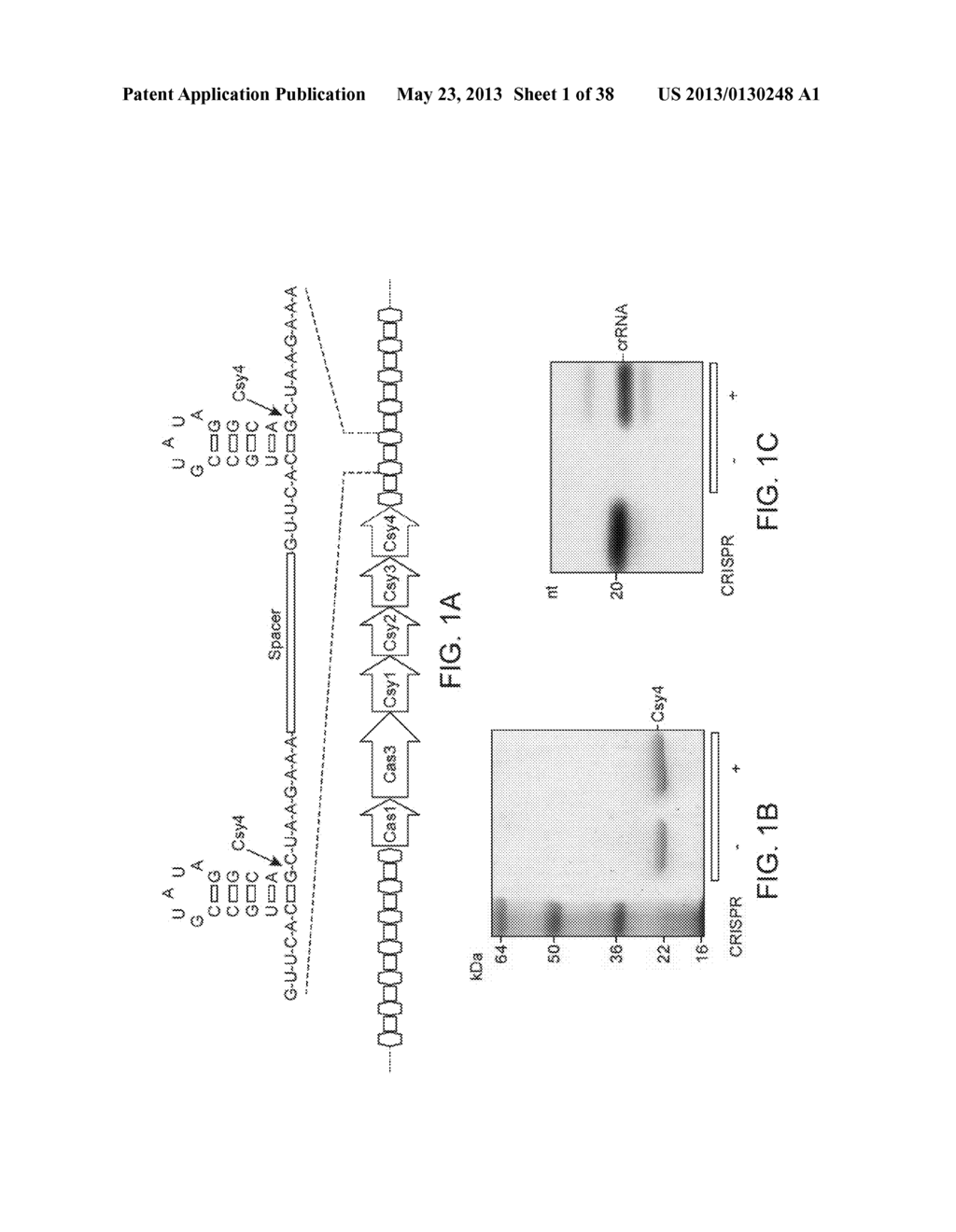 ENDORIBONUCLEASE COMPOSITIONS AND METHODS OF USE THEREOF - diagram, schematic, and image 02