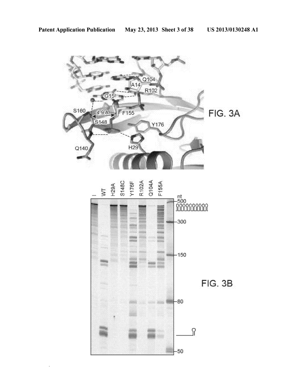 ENDORIBONUCLEASE COMPOSITIONS AND METHODS OF USE THEREOF - diagram, schematic, and image 04