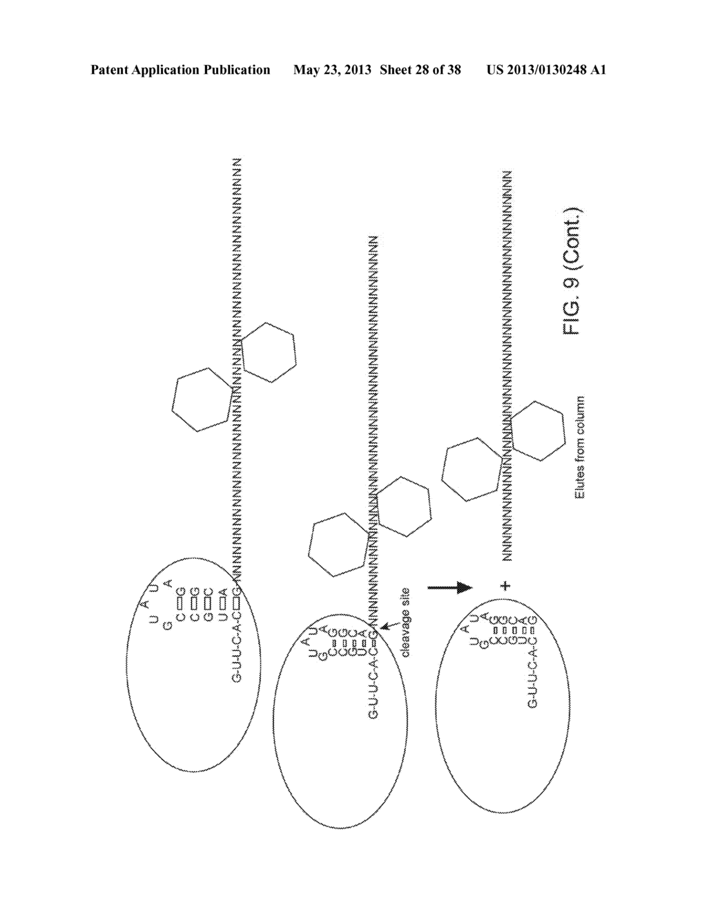 ENDORIBONUCLEASE COMPOSITIONS AND METHODS OF USE THEREOF - diagram, schematic, and image 29