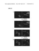 METHOD FOR DETECTING INTERACTIONS BETWEEN TWO AND MORE BIOLOGICAL     MACROMOLECULES diagram and image