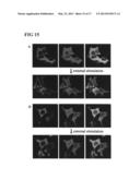 METHOD FOR DETECTING INTERACTIONS BETWEEN TWO AND MORE BIOLOGICAL     MACROMOLECULES diagram and image