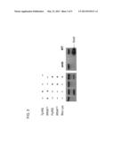 METHOD OF SYNTHESIZING A SUPPRESSOR tRNA, DNA CONSTRUCT AND USE THEREOF     FOR PRODUCING A NON-NATURAL AMINO ACID-INCORPORATED PROTEIN diagram and image