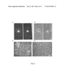 INHIBITING CORROSION AND SCALING OF SURFACES CONTACTED BY     SULFUR-CONTAINING MATERIALS diagram and image