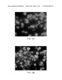 PIMAP39 MODULATES INFLAMMATORY RESPONSE diagram and image