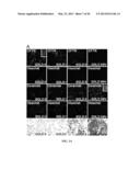 Compositions and Methods for Treating Pulmonary Conditions diagram and image