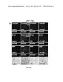 Compositions and Methods for Treating Pulmonary Conditions diagram and image