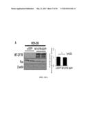 Compositions and Methods for Treating Pulmonary Conditions diagram and image