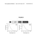 AUTO-PROCESSING DOMAINS FOR POLYPEPTIDE EXPRESSION diagram and image