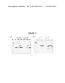 AUTO-PROCESSING DOMAINS FOR POLYPEPTIDE EXPRESSION diagram and image