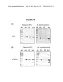 AUTO-PROCESSING DOMAINS FOR POLYPEPTIDE EXPRESSION diagram and image