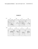 AUTO-PROCESSING DOMAINS FOR POLYPEPTIDE EXPRESSION diagram and image