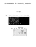 AUTO-PROCESSING DOMAINS FOR POLYPEPTIDE EXPRESSION diagram and image