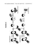 AUTO-PROCESSING DOMAINS FOR POLYPEPTIDE EXPRESSION diagram and image