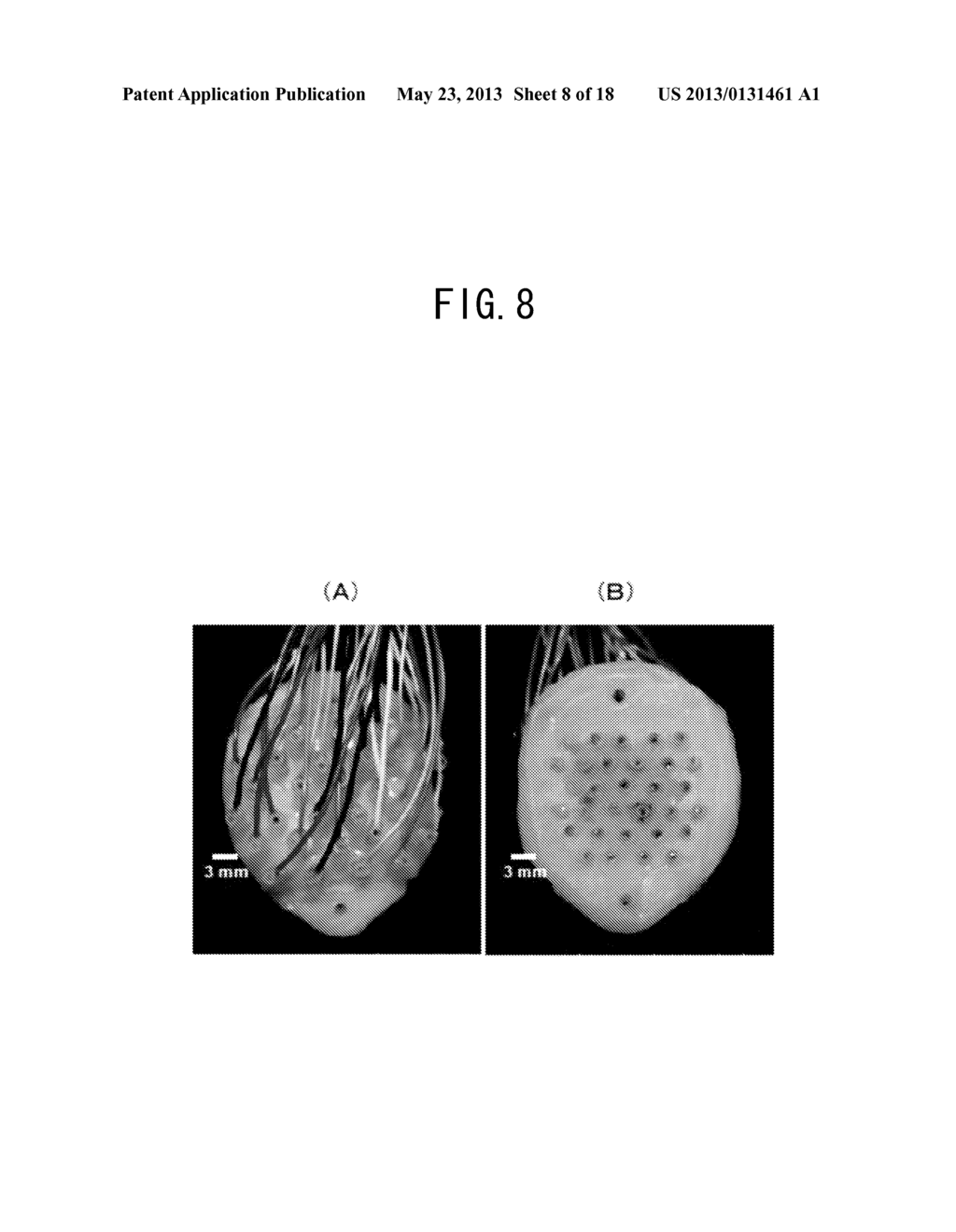 ELECTROENCEPHALOGRAM ELECTRODE UNIT FOR SMALL ANIMALS AND MEASUREMENT     SYSTEM USING THE SAME - diagram, schematic, and image 09