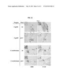 EXTRACTS FROM PIRIN+ AND PIRIN- PLANTS AND USES THEREOF diagram and image