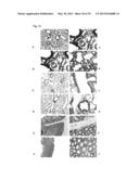 Nanoparticles for Targeted Delivery of Active Agents to the Lung diagram and image