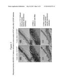 ADAMTS13-CONTAINING COMPOSITIONS HAVING THROMBOLYTIC ACTIVITY diagram and image