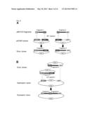 TRANSGENIC REPORTER SYSTEM THAT REVEALS EXPRESSION PROFILES AND REGULATION     MECHANISMS OF ALTERNATIVE SPLICING IN MAMMALIAN ORGANISMS diagram and image