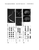 TRANSGENIC REPORTER SYSTEM THAT REVEALS EXPRESSION PROFILES AND REGULATION     MECHANISMS OF ALTERNATIVE SPLICING IN MAMMALIAN ORGANISMS diagram and image