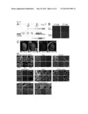 TRANSGENIC REPORTER SYSTEM THAT REVEALS EXPRESSION PROFILES AND REGULATION     MECHANISMS OF ALTERNATIVE SPLICING IN MAMMALIAN ORGANISMS diagram and image