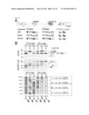 TRANSGENIC REPORTER SYSTEM THAT REVEALS EXPRESSION PROFILES AND REGULATION     MECHANISMS OF ALTERNATIVE SPLICING IN MAMMALIAN ORGANISMS diagram and image