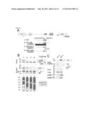 TRANSGENIC REPORTER SYSTEM THAT REVEALS EXPRESSION PROFILES AND REGULATION     MECHANISMS OF ALTERNATIVE SPLICING IN MAMMALIAN ORGANISMS diagram and image