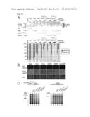 TRANSGENIC REPORTER SYSTEM THAT REVEALS EXPRESSION PROFILES AND REGULATION     MECHANISMS OF ALTERNATIVE SPLICING IN MAMMALIAN ORGANISMS diagram and image